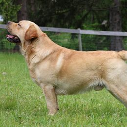 Blippi - Labrador Retriever
