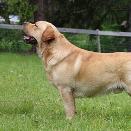 Blippi - Labrador Retriever