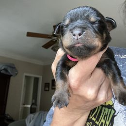 Girl 1 - Black and mahogany female Rottweiler puppy in Birmingham, Alabama from K&B Rotts