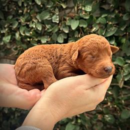 Blue Collar Girl - Red  female Poodle puppy in Modesto, California from Dry Creek Poodles