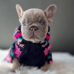 Stormie - Liver female French Bulldog puppy in Porter, Texas from Whatabulldog