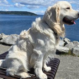 Goldendoodles and Golden Retrievers from Brooke Bradley