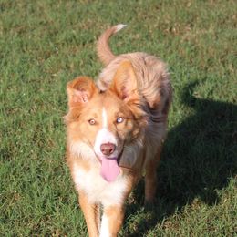 Rue - Border Collie