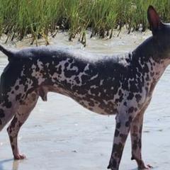 American Hairless Terriers from Dark Knight Kennel