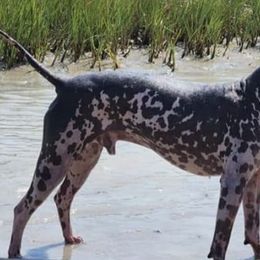 American Hairless Terriers from Dark Knight Kennel