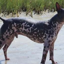 American Hairless Terriers from Dark Knight Kennel