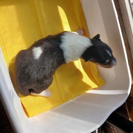Avonlee - Black white and tan female Collie puppy in St Stephens, Wyoming from Desert Kennels