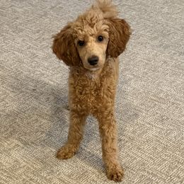 Poodle puppies from PaintersPreciousPoodles