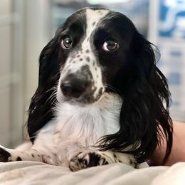 Lucia - Dachshund