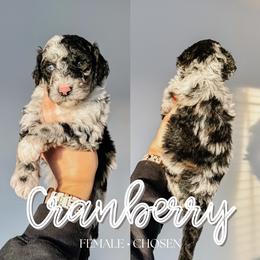 Cranberry - Merle female Sheepadoodle puppy in Republic, Missouri from DOOD & Co