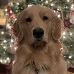 Golden Retrievers from Gazebo Goldens