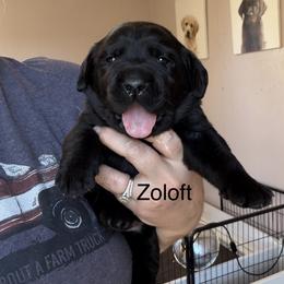 Zoloft - Black female Labrador Retriever puppy in South Lyon, Michigan from Matoskah Meadows Labradors