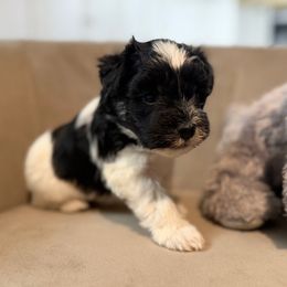 Purple Collar - Parti female Miniature Schnauzer puppy in Tacoma, Washington from AKC Nordwest Schnauzers