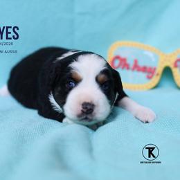 Hayes- Black Tri Female - Black tri female Miniature Australian Shepherd puppy in Nacogdoches, Texas from TK Standard, Mini, & Toy Aussies
