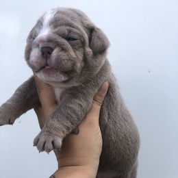 Bulldog and French Bulldog Puppies from Bully Life Farms