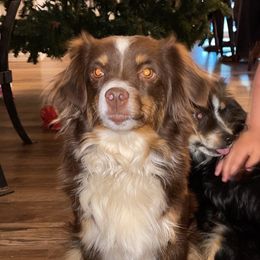 Aussiedoodles and Toy Australian Shepherds from IMR Aussie and Aussiedoodles