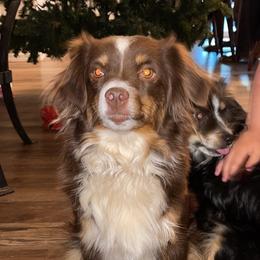 Aussiedoodles and Toy Australian Shepherds from IMR Aussie and Aussiedoodles