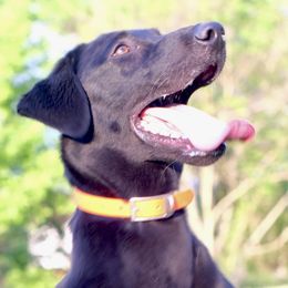 Pistol - Labrador Retriever