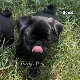 Rook - Black male Pug puppy in Summerville, Georgia from Pearly’s Pugs & Pollywog Poodles