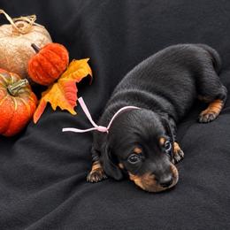 Angel AKC - 3,220 - Black and tan female Dachshund puppy in Indian Trail, North Carolina from Hilda’s Teenie Weenies