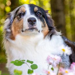 Soji - Australian Shepherd