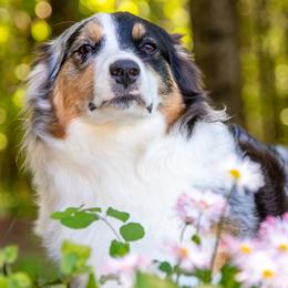 Soji - Australian Shepherd