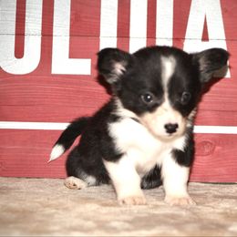Brewer - Black and white male Cardigan Welsh Corgi puppy in Leonard, Texas from Southern Rose Corgis