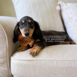 Bear - Black and tan male Dachshund puppy in Cape Coral, Florida from Dear Dachshunds