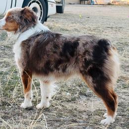 Cheyenne - Toy Australian Shepherd