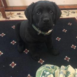 Labrador Retriever Puppies from Outside Labrador Retrievers