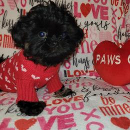 Girl 3 - Black female Shih Tzu puppy in Wooster, Ohio from Mending Hearts Shih Tzu's