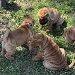 Girl 1 - Red fawn female Chinese Shar-Pei puppy in Fairfield, Texas from Majesty SharPei