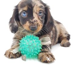 Dachshund Puppies from AKDachshunds