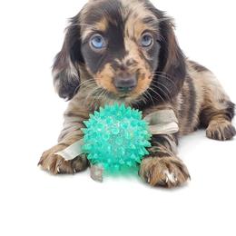 Dachshund Puppies from AKDachshunds
