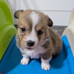 Sable girl - Sable and white female American Corgi puppy in Loretto, Kentucky from Duncan's Border Collies and Corgis