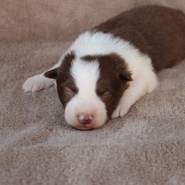 Chino - Brown Collar - Red male Border Collie puppy in Courtland, Alabama from C Bar C Ranch Border Collies