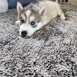 Dewey - Black tan and white male Siberian Husky puppy in Wheeling, West Virginia from Wild and Wonderful Siberian Huskies