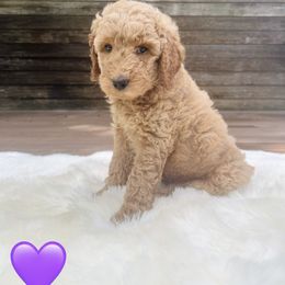 Bernedoodle Puppies from Pippi's Puppies