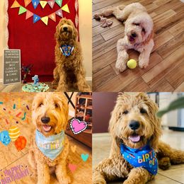 Bernedoodle, Goldendoodle, and Aussiedoodle All Grown Up from Arizona Goldendoodles