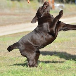 Beagle and Labrador Retriever Puppies from Jackpot Farms