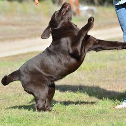 Beagle and Labrador Retriever Puppies from Jackpot Farms