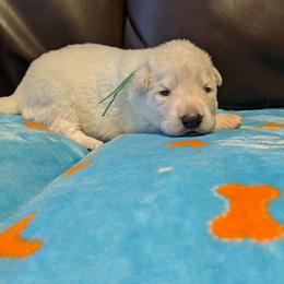 Boy 2 - White male Shiloh Shepherd puppy in Jackson Township, New Jersey from Divine Shilohs