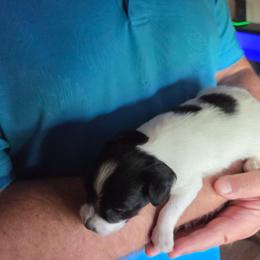 Domino - White and black male Papillon puppy in Cedarville, Ohio from Happy Paps