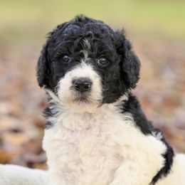 Holly - Parti female Poodle puppy in Grimsley, Tennessee from Above Standard Poodles