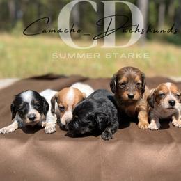 Dachshund Puppies from Camacho_Dachshunds