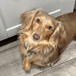 Dachshunds from Tippy Toes Dachshunds