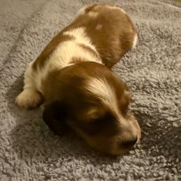Gimli - Dapple male Dachshund puppy in Nampa, Idaho from 208 Wiener Wiggle Butts LLC