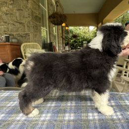 Bearded Collie and Border Collie Puppies from Beloved Bearded & Border Collies