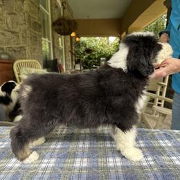 Bearded Collie and Border Collie Puppies from Beloved Bearded & Border Collies