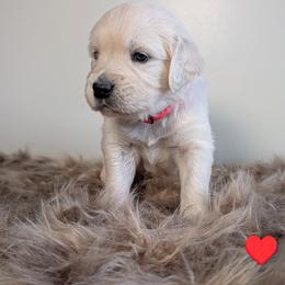 Boy 6 - male Golden Retriever puppy in Rotterdam, New York from Sweetwater Goldens